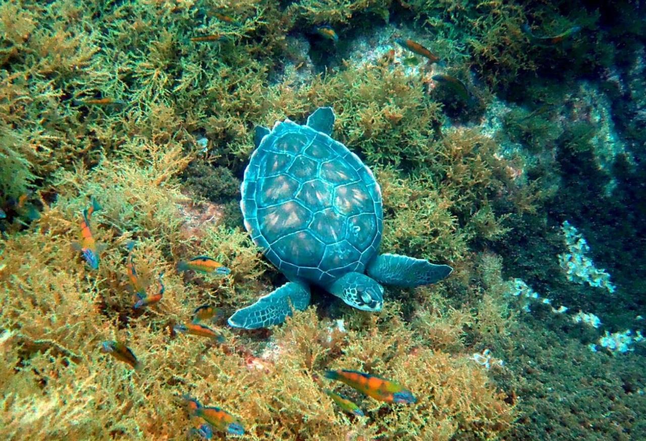 Вилла Sea Roots "Garden Zone " Моштейруш Экстерьер фото